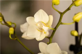Phalaenopsis Midi - Midi-Schmetterlingsorchidee