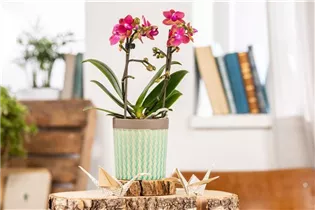 Phalaenopsis Midi - Midi-Schmetterlingsorchidee