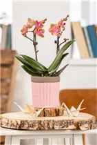 Phalaenopsis Midi - Midi-Schmetterlingsorchidee