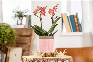 Phalaenopsis Midi - Midi-Schmetterlingsorchidee