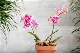 Phalaenopsis Midi - Midi-Schmetterlingsorchidee