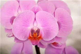 Phalaenopsis 'Babylon' - Schmetterlingsorchidee