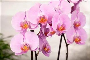 Phalaenopsis 'Babylon' - Schmetterlingsorchidee