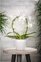 Phalaenopsis 'Mirror Miracle' - Phalaenopsis 'Mirror Miracle'