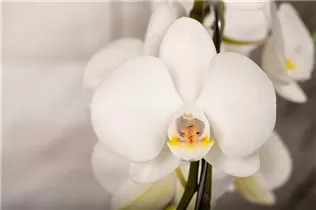 Phalaenopsis 'Mirror Miracle' - Phalaenopsis 'Mirror Miracle'