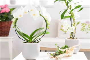 Phalaenopsis 'Mirror Miracle' - Phalaenopsis 'Mirror Miracle'