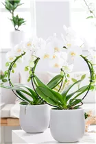 Phalaenopsis 'Mirror Miracle' - Phalaenopsis 'Mirror Miracle'