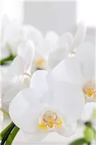 Phalaenopsis 'Mirror Miracle' - Phalaenopsis 'Mirror Miracle'