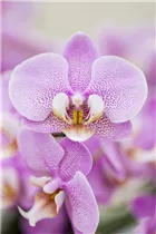 Phalaenopsis 'Berta' - Schmetterlingsorchidee