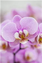 Phalaenopsis 'Berta' - Schmetterlingsorchidee