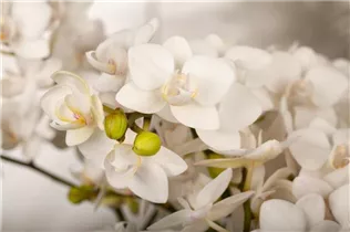 Phalaenopsis multiflora 'Bellissimo' - Phalaenopsis multiflora 'Bellissimo'