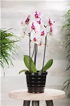 Phalaenopsis 'Big Star' - Schmetterlingsorchidee 'Big Star'