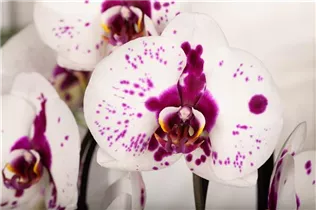 Phalaenopsis 'Big Star' - Schmetterlingsorchidee 'Big Star'