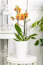 Phalaenopsis multiflora 'Grazia' - Kleinblumige Schmetterlingsorchidee Phalaenopsis multiflora 'Grazia' - Kleinblumige Schmetterlingsorchidee