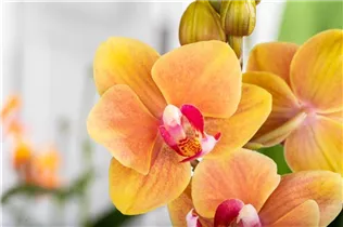 Phalaenopsis multiflora 'Grazia' - Kleinblumige Schmetterlingsorchidee Phalaenopsis multiflora 'Grazia' - Kleinblumige Schmetterlingsorchidee