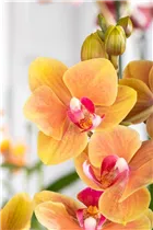 Phalaenopsis multiflora 'Grazia' - Kleinblumige Schmetterlingsorchidee Phalaenopsis multiflora 'Grazia' - Kleinblumige Schmetterlingsorchidee