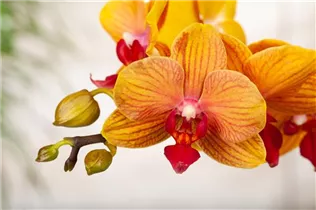 Phalaenopsis multiflora 'Grazia' - Kleinblumige Schmetterlingsorchidee Phalaenopsis multiflora 'Grazia' - Kleinblumige Schmetterlingsorchidee