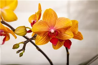 Phalaenopsis multiflora 'Grazia' - Kleinblumige Schmetterlingsorchidee Phalaenopsis multiflora 'Grazia' - Kleinblumige Schmetterlingsorchidee