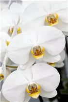 Phalaenopsis 'Bijoux Pearl' - Schmetterlingsorchidee