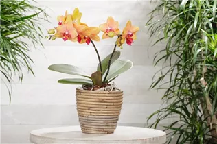 Phalaenopsis multiflora 'My Monroe Bronzer' - Kleinblumige Schmetterlingsorchidee 'My Monroe Bronzer' Phalaenopsis multiflora 'My Monroe Bronzer' - Kleinblumige Schmetterlingsorchidee 'My Monroe Bronzer'