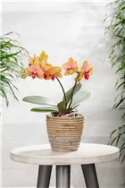 Phalaenopsis multiflora 'My Monroe Bronzer' - Kleinblumige Schmetterlingsorchidee 'My Monroe Bronzer' Phalaenopsis multiflora 'My Monroe Bronzer' - Kleinblumige Schmetterlingsorchidee 'My Monroe Bronzer'