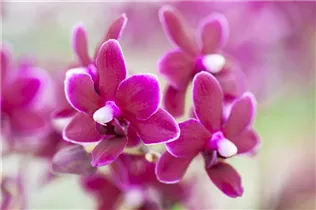 Phalaenopsis 'Black Pearl' - Schmetterlingsorchidee