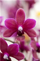 Phalaenopsis 'Black Pearl' - Schmetterlingsorchidee