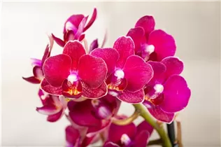 Phalaenopsis multiflora 'Yusah Swift' - Kleinblumige Schmetterlingsorchidee