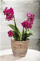 Phalaenopsis multiflora 'Yusah Swift' - Kleinblumige Schmetterlingsorchidee