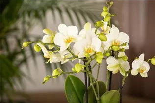 Phalaenopsis 'Boquetto' - Phalaenopsis 'Boquetto' Phalaenopsis 'Boquetto' - Phalaenopsis 'Boquetto'