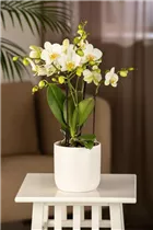 Phalaenopsis 'Boquetto' - Phalaenopsis 'Boquetto' Phalaenopsis 'Boquetto' - Phalaenopsis 'Boquetto'