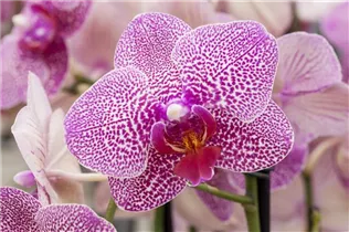 Phalaenopsis 'Nahid' - Schmetterlingsorchidee