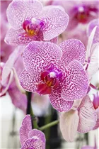 Phalaenopsis 'Nahid' - Schmetterlingsorchidee