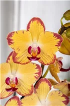 Phalaenopsis 'Papagayo' - Schmetterlingsorchidee 'Papagayo'