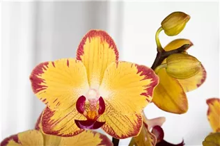 Phalaenopsis 'Papagayo' - Schmetterlingsorchidee 'Papagayo'