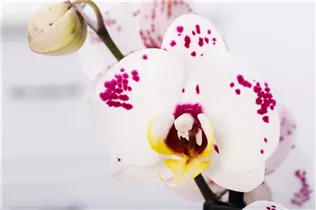 Phalaenopsis 'Polka Dots' - Schmetterlingsorchidee 'Polka Dots' Phalaenopsis 'Polka Dots' - Schmetterlingsorchidee 'Polka Dots'