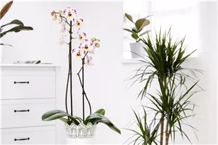 Phalaenopsis 'Polka Dots' - Schmetterlingsorchidee 'Polka Dots' Phalaenopsis 'Polka Dots' - Schmetterlingsorchidee 'Polka Dots'