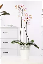 Phalaenopsis 'Polka Dots' - Schmetterlingsorchidee 'Polka Dots' Phalaenopsis 'Polka Dots' - Schmetterlingsorchidee 'Polka Dots'