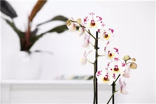 Phalaenopsis 'Polka Dots' - Schmetterlingsorchidee 'Polka Dots' Phalaenopsis 'Polka Dots' - Schmetterlingsorchidee 'Polka Dots'