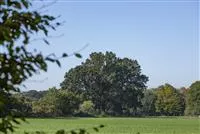 - Schlank und hoch – Säulenbäume setzen Akzente im Garten  - Schlank und hoch – Säulenbäume setzen Akzente im Garten