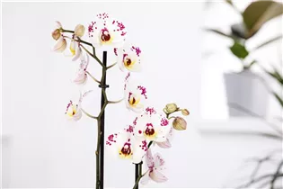 Phalaenopsis 'Polka Dots' - Schmetterlingsorchidee 'Polka Dots' Phalaenopsis 'Polka Dots' - Schmetterlingsorchidee 'Polka Dots'