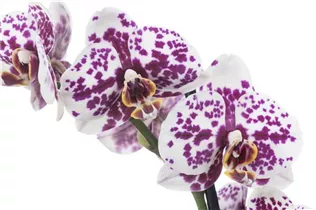 Phalaenopsis 'Bubble Berry' - Schmetterlingsorchidee 'Bubble Berry'