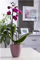 Phalaenopsis 'Pretoria' - Schmetterlingsorchidee 'Pretoria'