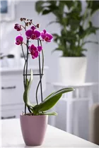 Phalaenopsis 'Pretoria' - Schmetterlingsorchidee 'Pretoria'
