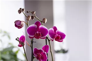 Phalaenopsis 'Pretoria' - Schmetterlingsorchidee 'Pretoria'