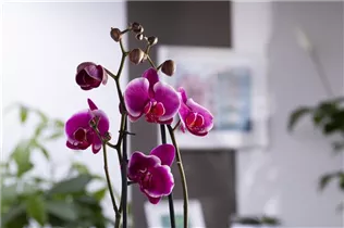 Phalaenopsis 'Pretoria' - Schmetterlingsorchidee 'Pretoria'