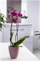 Phalaenopsis 'Pretoria' - Schmetterlingsorchidee 'Pretoria'