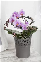 Phalaenopsis 'Buenos Aires' - Schmetterlingsorchidee 'Buenos Aires'