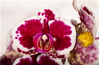 Phalaenopsis 'Purple Rain' - Schmetterlingsorchidee 'Purple Rain'