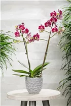 Phalaenopsis 'Purple Rain' - Schmetterlingsorchidee 'Purple Rain'